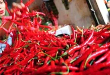 Produksi Cabai di Konawe Capai 19 Ton Per Hektare ilustrasi cabai