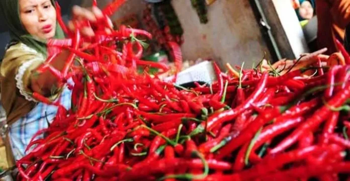 ilustrasi cabai