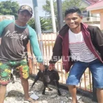 Jelang Idul Adha, Wakatobi Diserbu Penjual Kambing Asal NTT Jelang Idul Adha, Wakatobi Diserbu Penjual Kambing Asal NTT
