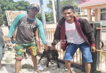 Jelang Idul Adha, Wakatobi Diserbu Penjual Kambing Asal NTT Jelang Idul Adha, Wakatobi Diserbu Penjual Kambing Asal NTT