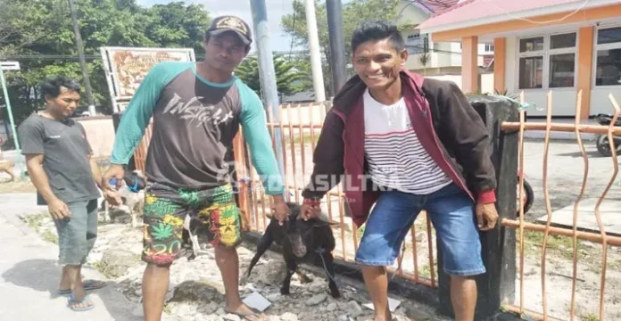 Jelang Idul Adha, Wakatobi Diserbu Penjual Kambing Asal NTT