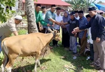 Pemda Konut Kurban 27 Ekor Sapi di 13 Kecamatan Pemda Konut Kurban 27 Ekor Sapi di 13 Kecamatan