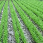 Tingkatkan Produksi Padi, Dinas Pertanian Bombana Kenalkan Program Jarwo Tingkatkan Produksi Padi, Dinas Pertanian Bombana Kenalkan Program Jarwo