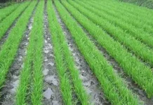 Tingkatkan Produksi Padi, Dinas Pertanian Bombana Kenalkan Program Jarwo Tingkatkan Produksi Padi, Dinas Pertanian Bombana Kenalkan Program Jarwo