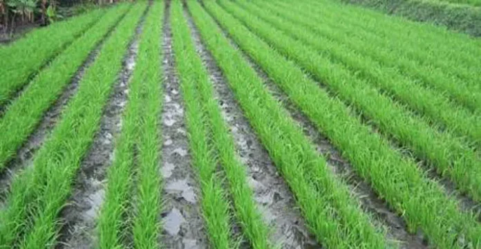 Tingkatkan Produksi Padi, Dinas Pertanian Bombana Kenalkan Program Jarwo