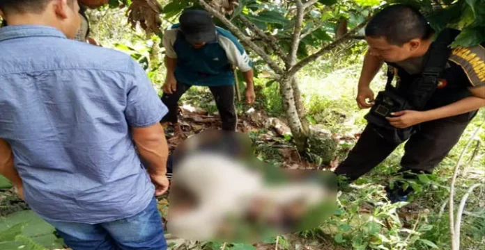 Tiga Hari Hilang, Petani di Kolut Ditemukan Tewas