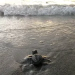 Mapala USN Kolaka Temukan Puluhan Tukik di Pantai Pitura Mapala USN Kolaka Temukan Puluhan Tukik di Pantai Pitura