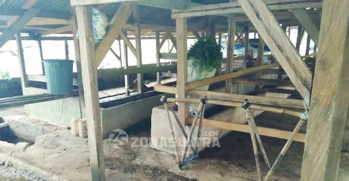 Mengenal Aunupe, Desa di Tengah Hutan Wolasi yang Penduduknya Sukses Bertani Organik