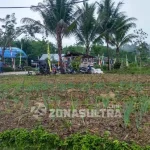 Mengenal Aunupe, Desa di Tengah Hutan Wolasi yang Penduduknya Sukses Bertani Organik Mengenal Aunupe, Desa di Tengah Hutan Wolasi yang Penduduknya Sukses Bertani Organik