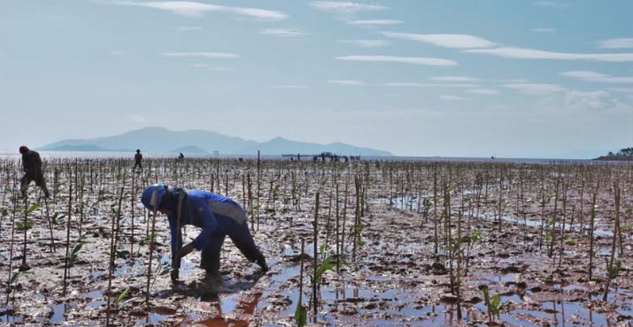 Tahun Ini, ANTAM Tanam 132 Ribu Pohon Mangrove di Pomalaa