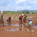 Tahun Ini, ANTAM Tanam 132 Ribu Pohon Mangrove di Pomalaa Tahun Ini, ANTAM Tanam 132 Ribu Pohon Mangrove di Pomalaa