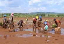 Tahun Ini, ANTAM Tanam 132 Ribu Pohon Mangrove di Pomalaa Tahun Ini, ANTAM Tanam 132 Ribu Pohon Mangrove di Pomalaa