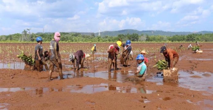 Tahun Ini, ANTAM Tanam 132 Ribu Pohon Mangrove di Pomalaa