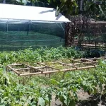 Budidaya Sayuran, Cara Masyarakat Punggulawu Konut Atasi Sulitnya Ekonomi Budidaya Sayuran, Cara Masyarakat Punggulawu Konut Atasi Sulitnya Ekonomi