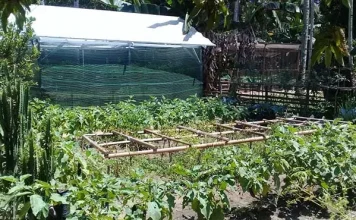 Budidaya Sayuran, Cara Masyarakat Punggulawu Konut Atasi Sulitnya Ekonomi Budidaya Sayuran, Cara Masyarakat Punggulawu Konut Atasi Sulitnya Ekonomi