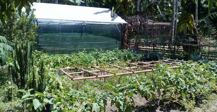 Budidaya Sayuran, Cara Masyarakat Punggulawu Konut Atasi Sulitnya Ekonomi