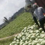 Panen Semangka, Warga Butur Hasilkan Puluhan Juta Rupiah Panen Semangka, Warga Butur Hasilkan Puluhan Juta Rupiah