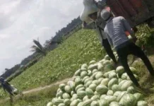 Panen Semangka, Warga Butur Hasilkan Puluhan Juta Rupiah Panen Semangka, Warga Butur Hasilkan Puluhan Juta Rupiah