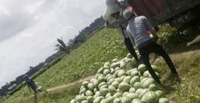 butur panen Panen Semangka, Warga Butur Hasilkan Puluhan Juta Rupiah
