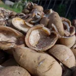 Harga Kopra di Bombana Anjlok Harga Kopra di Bombana Anjlok