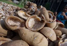 Harga Kopra di Bombana Anjlok Harga Kopra di Bombana Anjlok