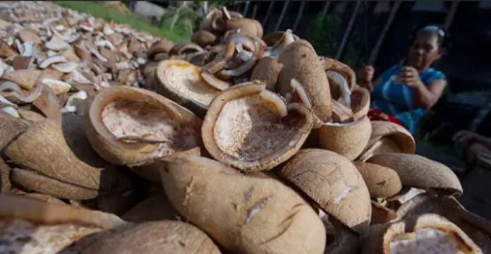 ilustrasi Kopra kelapa kering Harga Kopra di Bombana Anjlok