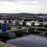 DKP Konut Dan Petani Tambak Kembangkan Budidaya Udang, Ikan dan Karamba DKP Konut Dan Petani Tambak Kembangkan Budidaya Udang, Ikan dan Karamba