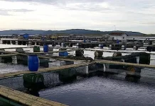 DKP Konut Dan Petani Tambak Kembangkan Budidaya Udang, Ikan dan Karamba DKP Konut Dan Petani Tambak Kembangkan Budidaya Udang, Ikan dan Karamba