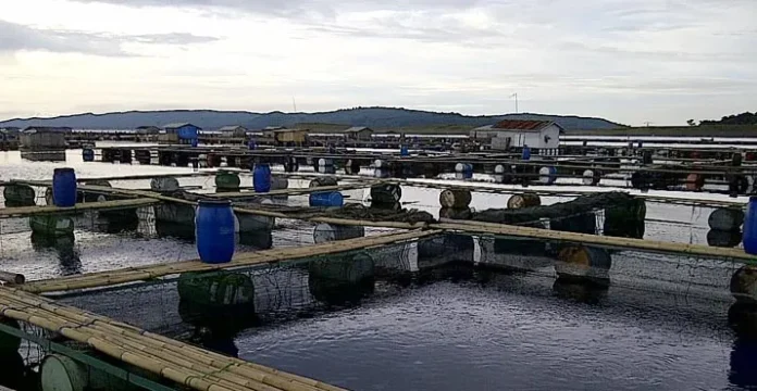 DKP Konut Dan Petani Tambak Kembangkan Budidaya Udang, Ikan dan Karamba