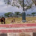 Penertiban Hewan Ternak di Muna Terkendala Tempat Penangkaran Penertiban Hewan Ternak di Muna Terkendala Tempat Penangkaran