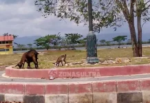 Penertiban Hewan Ternak di Muna Terkendala Tempat Penangkaran Penertiban Hewan Ternak di Muna Terkendala Tempat Penangkaran