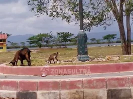 Penertiban Hewan Ternak di Muna Terkendala Tempat Penangkaran Penertiban Hewan Ternak di Muna Terkendala Tempat Penangkaran