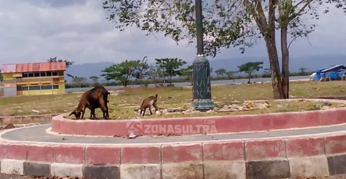 Penertiban Hewan Ternak di Muna Terkendala Tempat Penangkaran