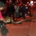Ular Piton Sepanjang 3 Meter Gegerkan Warga Kota Raha Ular Piton Sepanjang 3 Meter Gegerkan Warga Kota Raha
