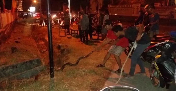 Ular Piton Sepanjang 3 Meter Gegerkan Warga Kota Raha