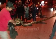Ular Piton Sepanjang 3 Meter Gegerkan Warga Kota Raha Ular Piton Sepanjang 3 Meter Gegerkan Warga Kota Raha