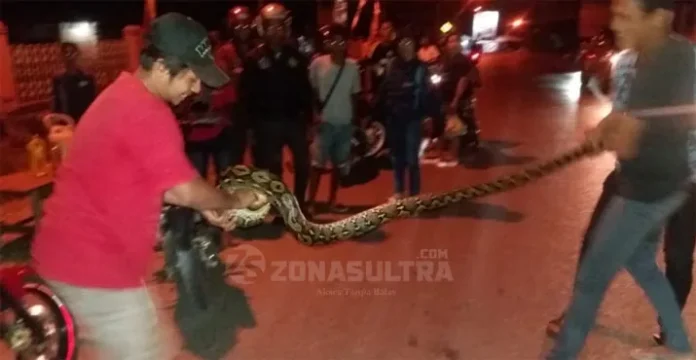 Ular Piton Sepanjang 3 Meter Gegerkan Warga Kota Raha