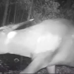 Mengenal Kehidupan Anoa di Taman Nasional Rawa Aopa Watumohai Anoa Dataran Rendah yang tertangkap kamera trap Taman Nasional Rawa Aopa Watumohai