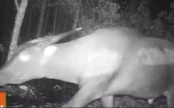 Mengenal Kehidupan Anoa di Taman Nasional Rawa Aopa Watumohai Anoa Dataran Rendah yang tertangkap kamera trap Taman Nasional Rawa Aopa Watumohai