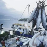 48 Ton Ikan Milik Perusahaan Asing Bakal Dikirim ke Sulteng 48 Ton Ikan Milik Perusahaan Asing Bakal Dikirim ke Sulteng