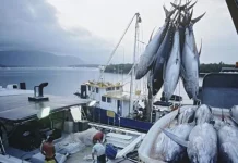 48 Ton Ikan Milik Perusahaan Asing Bakal Dikirim ke Sulteng 48 Ton Ikan Milik Perusahaan Asing Bakal Dikirim ke Sulteng