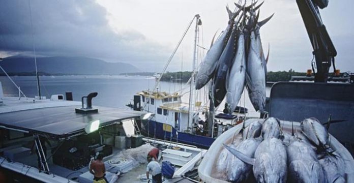 48 Ton Ikan Milik Perusahaan Asing Bakal Dikirim ke Sulteng