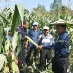 Jagung Hasil Kebun Laboratorium UHO Dipanen Jagung Hasil Kebun Laboratorium UHO Dipanen