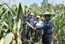Jagung Hasil Kebun Laboratorium UHO Dipanen Jagung Hasil Kebun Laboratorium UHO Dipanen