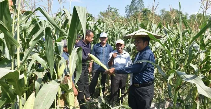 Jagung Hasil Kebun Laboratorium UHO Dipanen