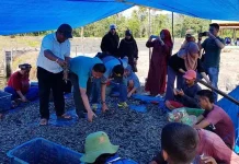 Warga Sekitar Pertambangan PT Cerindo Kembali Panen Udang Vaname Warga Sekitar Pertambangan PT Cerindo Kembali Panen Udang Vaname