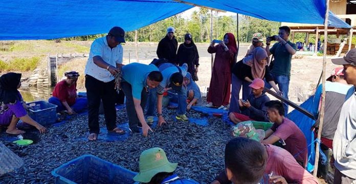 Warga Sekitar Pertambangan PT Cerindo Kembali Panen Udang Vaname