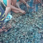 Masyarakat Sekitar Pertambangan PT Cerindo Panen Udang Vaname Masyarakat Sekitar Pertambangan PT Cerindo Panen Udang Vaname