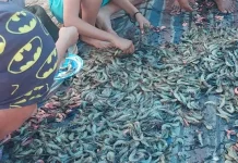 Masyarakat Sekitar Pertambangan PT Cerindo Panen Udang Vaname Masyarakat Sekitar Pertambangan PT Cerindo Panen Udang Vaname