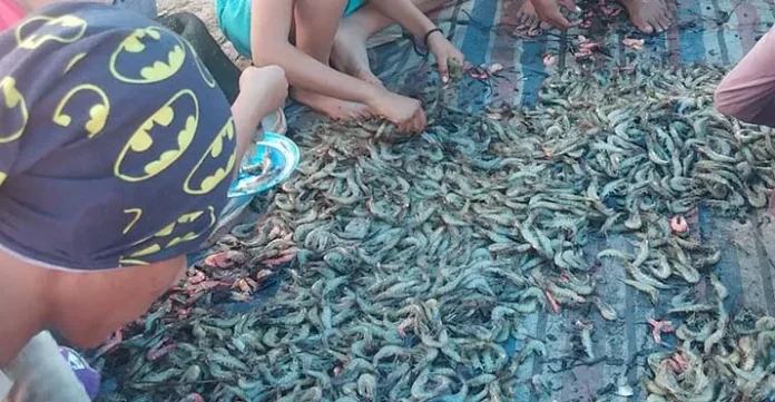 Masyarakat Sekitar Pertambangan PT Cerindo Panen Udang Vaname